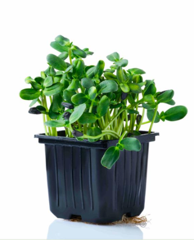 Микрозелень подсолнечника фото 2